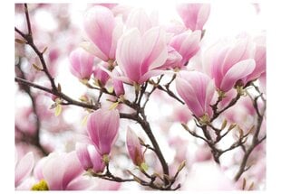 Fototapetai - Žydinti magnolija kaina ir informacija | Fototapetai | pigu.lt