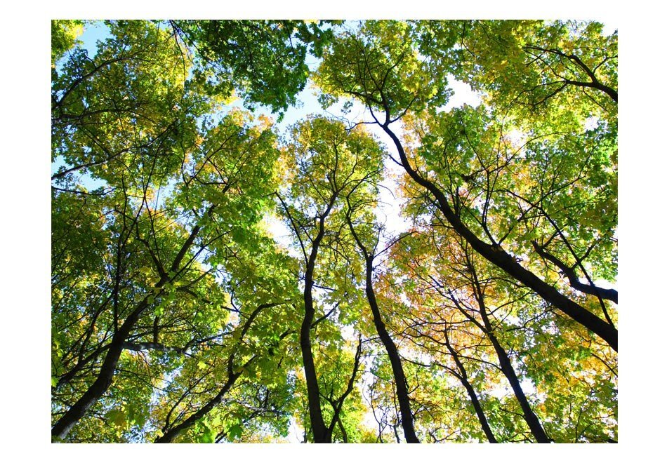 Fototapetai - Žvilgsnis aukštyn į medžius цена и информация | Fototapetai | pigu.lt