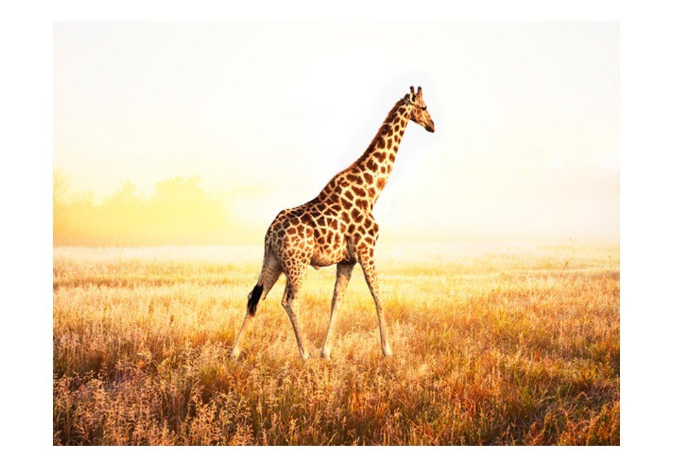 Fototapetai - Žirafos eisena kaina ir informacija | Fototapetai | pigu.lt