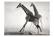 Fototapetai - Žirafos цена и информация | Fototapetai | pigu.lt
