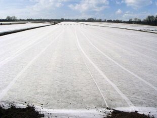 Agroplevelė apsauginė nuo šalnų Bradas 1.6 x100 m rulonas kaina ir informacija | Sodo įrankiai | pigu.lt