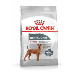 Royal Canin CCN Medium Dental Adult suaugusiesiems vidutinių veislių šunims, 3 kg kaina ir informacija | Sausas maistas šunims | pigu.lt