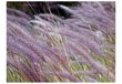 Fototapetai - Žalias laukas ir purpurinės gėlės kaina ir informacija | Fototapetai | pigu.lt
