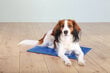 Trixie vėsinantis kilimėlis šunims XXL, 110x70 cm kaina ir informacija | Guoliai, pagalvėlės | pigu.lt