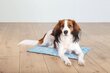 Trixie vėsinantis kilimėlis šunims M, 50x40 cm цена и информация | Guoliai, pagalvėlės | pigu.lt