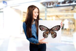 Reprodukcija Geltonas drugelis, 100x100 cm kaina ir informacija | Reprodukcijos, paveikslai | pigu.lt