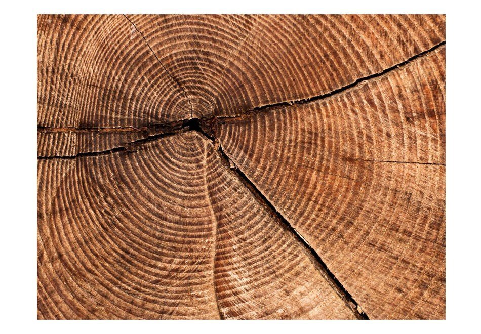 Fototapetai - Medžio kamieno plyšys kaina ir informacija | Fototapetai | pigu.lt