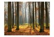 Fototapetai - Medžiai rudenį kaina ir informacija | Fototapetai | pigu.lt