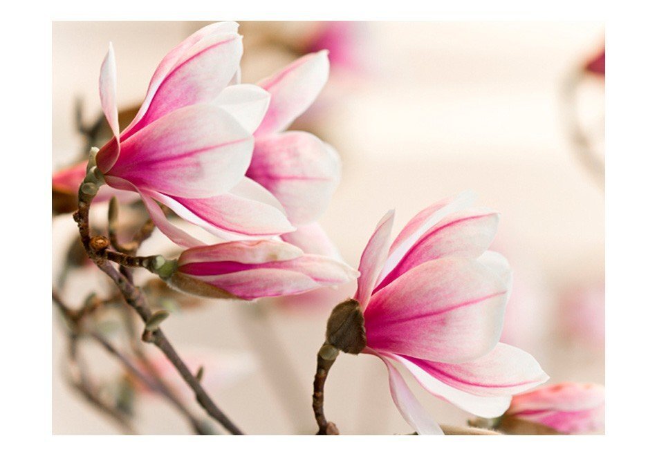 Fototapetai - Magnolijos medžio šaka kaina ir informacija | Fototapetai | pigu.lt