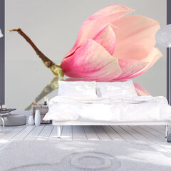 Fototapetas - A lonely magnolia flower 250x193 cm kaina ir informacija | Fototapetai | pigu.lt
