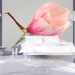 Фотообои - A lonely magnolia flower 300x231 см цена и информация | Фотообои | pigu.lt