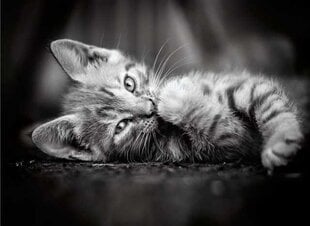 Dėlionė Clementoni High Quality Collection Kitty (Kačiukas), 1000 d. kaina ir informacija | Dėlionės (puzzle) | pigu.lt