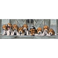 Пазл Clementoni Panorama High Quality Beagles 1000 д. цена и информация | Пазлы | pigu.lt