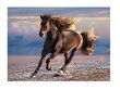 Dėlionė Clementoni High Quality Wild Horse 1000 d. kaina ir informacija | Dėlionės (puzzle) | pigu.lt