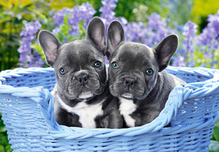 Dėlionė Castorland Puzzle French Bulldog Puppies, 1000 d. цена и информация | Пазлы | pigu.lt