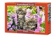 Dėlionė Puzzle Castorland Kitten in Summer Garden, 1000 det. цена и информация | Dėlionės (puzzle) | pigu.lt