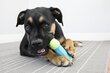 Kong žaislas šunims Bone M kaina ir informacija | Žaislai šunims | pigu.lt