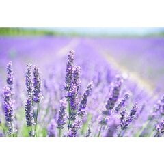 Крем гель для душа Institut Karite Paris Lavender Shea 500 мл цена и информация | Масла, гели для душа | pigu.lt