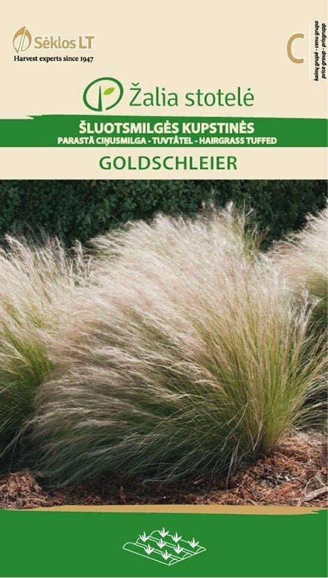 Kupstinės Šluotsmilgės Goldschleier kaina ir informacija | Gėlių sėklos | pigu.lt