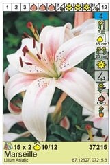 Лилии азиатские Marseille 2 шт. цена и информация | Луковицы цветов | pigu.lt