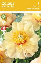 Пионы Прекрасные Prairie Charm цена и информация | Луковицы цветов | pigu.lt
