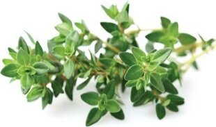 Click&Grow SGR17X3 kaina ir informacija | Daigyklos, lempos augalams | pigu.lt