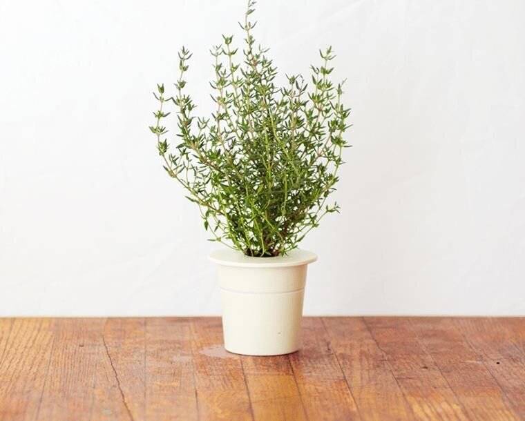 Click&Grow SGR17X3 kaina ir informacija | Daigyklos, lempos augalams | pigu.lt