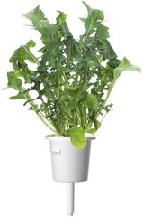 Click & Grow Smart Garden refill Руккола 3 штуки цена и информация | Проращиватели, лампы для растений | pigu.lt