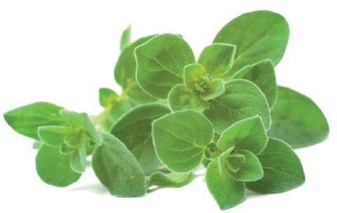 Click & Grow SGR31X3 цена и информация | Daigyklos, lempos augalams | pigu.lt