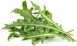 Click & Grow SGR34X3 kaina ir informacija | Daigyklos, lempos augalams | pigu.lt