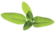 Click & Grow SGR7X3 kaina ir informacija | Daigyklos, lempos augalams | pigu.lt