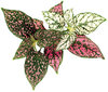 Click & Grow SGR48X3 kaina ir informacija | Daigyklos, lempos augalams | pigu.lt