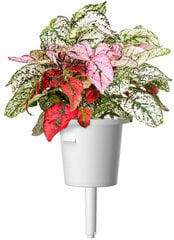 Click & Grow SGR48X3 цена и информация | Проращиватели, лампы для растений | pigu.lt
