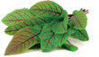 Click & Grow SGR33X3 kaina ir informacija | Daigyklos, lempos augalams | pigu.lt