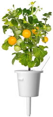 Click & Grow Smart Garden refill Yellow Mini Tomato 3 шт цена и информация | Проращиватели, лампы для растений | pigu.lt
