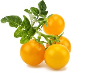 Click & Grow Smart Garden refill Yellow Mini Tomato 3 шт цена и информация | Проращиватели, лампы для растений | pigu.lt