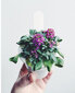 Click & Grow SGR35X3 kaina ir informacija | Daigyklos, lempos augalams | pigu.lt