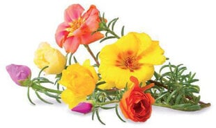 Click & Grow Smart Garden refill Moss Rose 3 шт цена и информация | Проращиватели, лампы для растений | pigu.lt