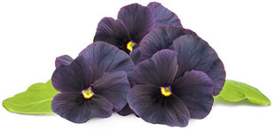 Click & Grow Smart Garden refill Blue Petunia 3pcs цена и информация | Проращиватели, лампы для растений | pigu.lt
