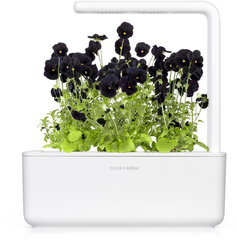 Click & Grow Smart Garden refill Black pansy 3шт цена и информация | Проращиватели, лампы для растений | pigu.lt