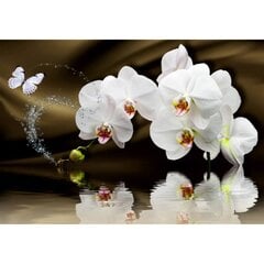 Fototapetai - Orchidėjos gurkšnis цена и информация | Фотообои | pigu.lt