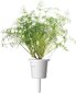 Click & Grow Smart Garden kaina ir informacija | Daigyklos, lempos augalams | pigu.lt