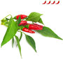 Click & Grow SGR67X3 kaina ir informacija | Daigyklos, lempos augalams | pigu.lt