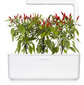 Click & Grow SGR67X3 kaina ir informacija | Daigyklos, lempos augalams | pigu.lt