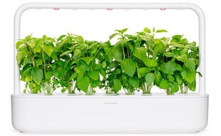 Click & Grow Smart Garden капсулы Коричный базилик 3 шт. цена и информация | Проращиватели, лампы для растений | pigu.lt