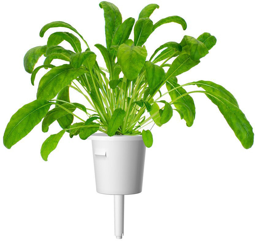 Click & Grow SGR74X3 kaina ir informacija | Daigyklos, lempos augalams | pigu.lt