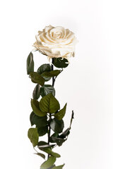 Stabilizuota rožė Amorosa Premium Šampaninė kaina ir informacija | Miegančios rožės, stabilizuoti augalai | pigu.lt