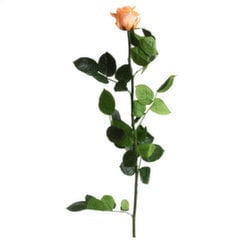 Stabilizuota rožė Amorosa Standard Persikinė kaina ir informacija | Miegančios rožės, stabilizuoti augalai | pigu.lt