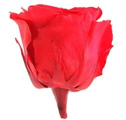Стабилизированные розы Standard цена и информация | Спящие стабилизированные розы, растения | pigu.lt