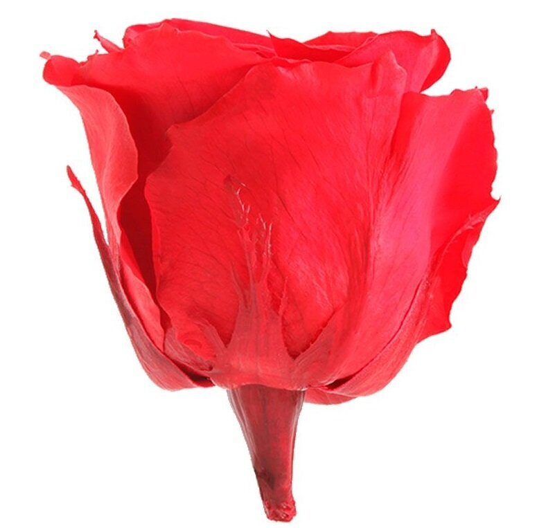 Stabilizuotos rožės Standard kaina ir informacija | Miegančios rožės, stabilizuoti augalai | pigu.lt